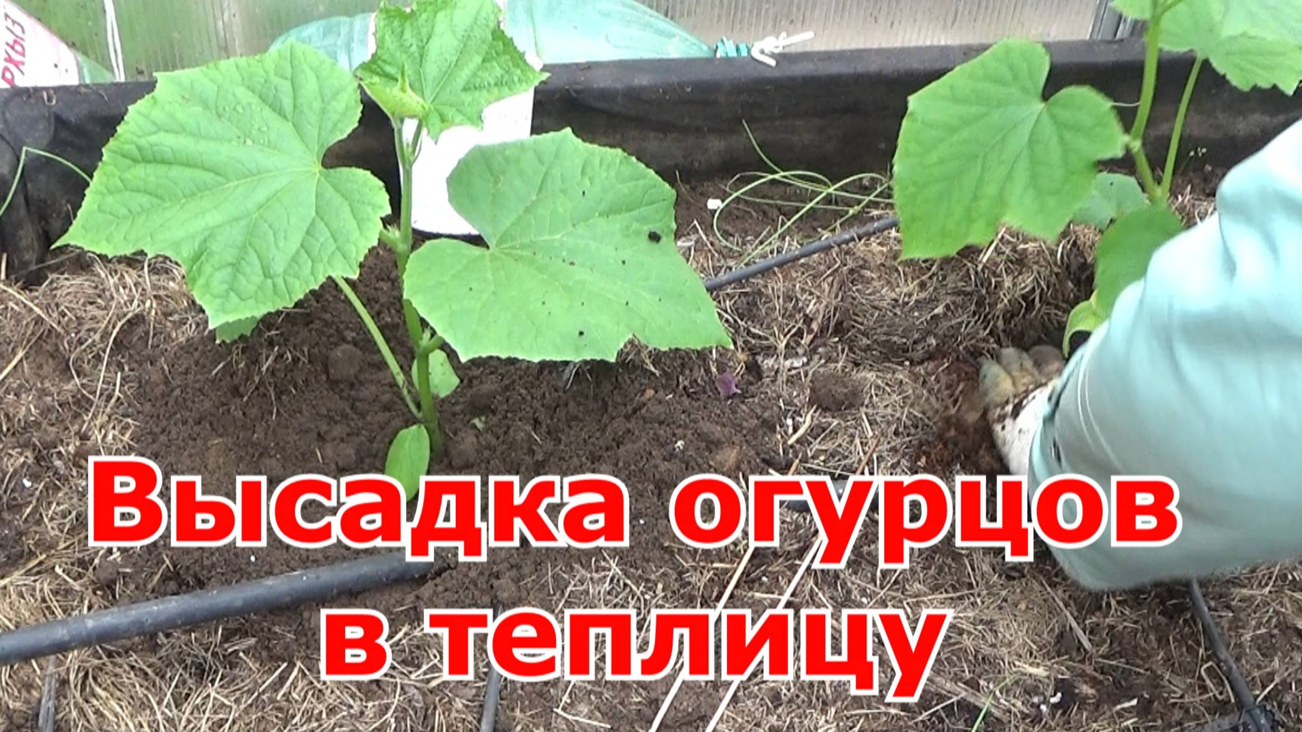 Высадка рассады огурцов в теплицу: разные, в т. ч. привитые огурцы, переросшие и тд. Что в лунках?