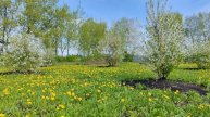 Одуванчики цветут на деревенском поле, уютная жизнь в деревне, деревенская прогулка и атмосфера