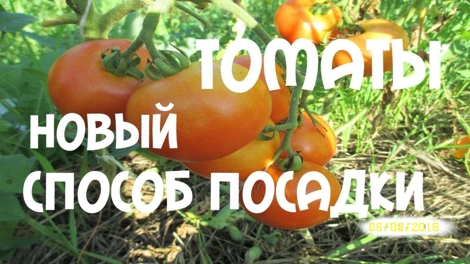 НОВЫЙ СПОСОБ ПОСАДКИ ТОМАТОВ В ГРУНТ