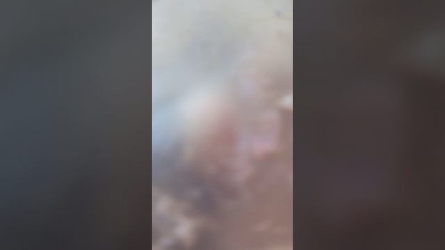 Жопа жопа жопа бигимота