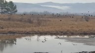 Утки, чибисы взлетели!