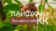 ЛАЙФХАК ДЛЯ ВАШЕГО САДА В КРАСНОДАРСКОМ КРАЕ, ЁЖ В ЛАДОШКАХ, ЗАМОРОЗКИ