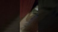 Прядки с Дании.