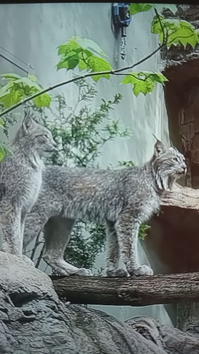 РЫСИ - это самые северные кошки😮
