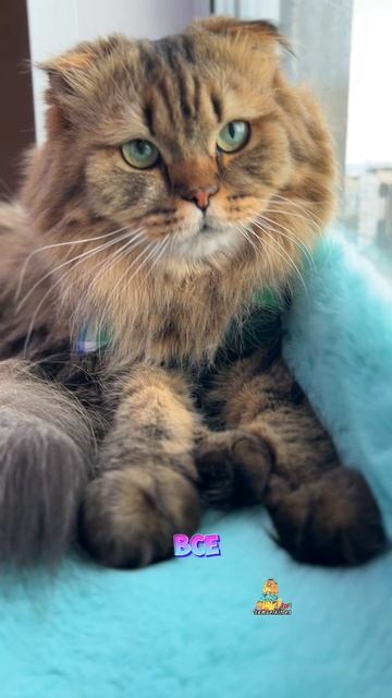 С 1 Мая!🎈🌸😻 #праздник #котики #1мая