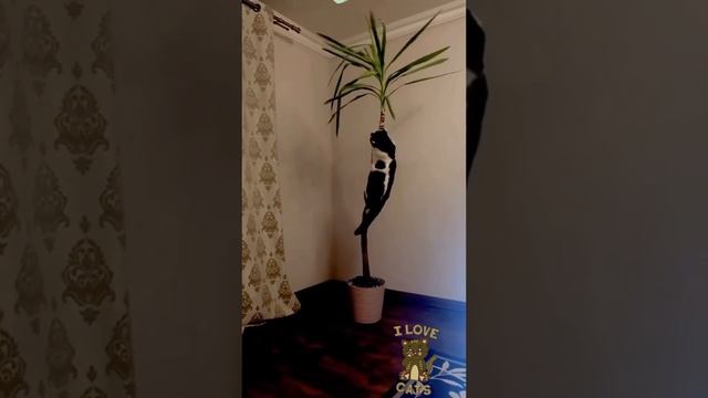 какие акробаты!!
Я УДИВЛЯЮСЬ