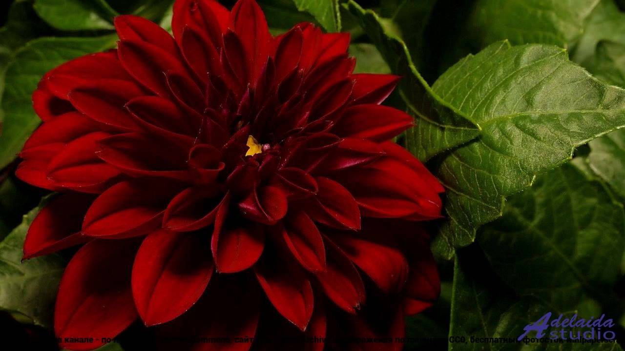 ❤ ♥ ❤ Клип, который умиротворяет - 241113_001 -- Kosta T -- САУНА.mp4