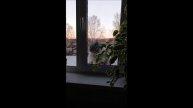 Кот. Кос