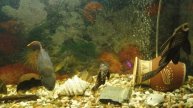 Аквариумные рыбки 🐠🐟🐠