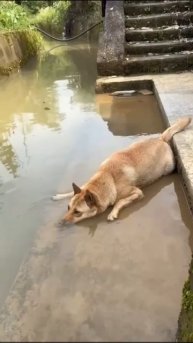 СОБАКИ ТОЖЕ ПОТЕЮТ VID-20250501-WA0008.mp4