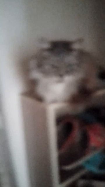 1000005390.mp4