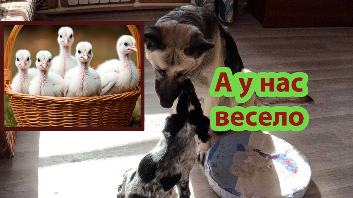 Инкубация продолжается. Вывод индюшат. Приезд Арины. Новый друг