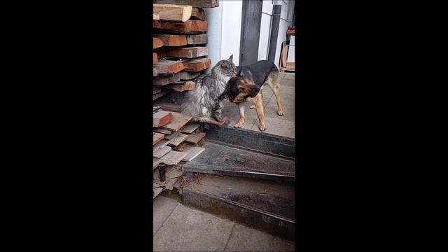 Кот. Собака Том и коты.