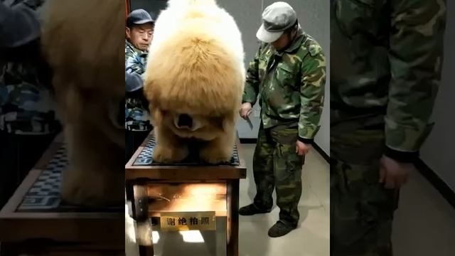 Когда питомцы смешат - Эпизод 83