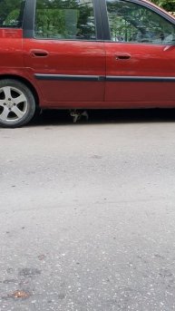 котик августа месяца 2022 Москва/Moscow cat#shorts