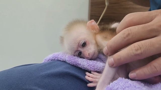 Обезьянка БУКАШКА крошка окрепла Купают Одевают Поят молоком из соски ЛЕПОТА