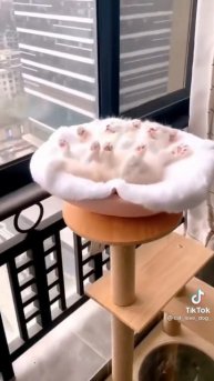 КОТИКИ