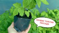 Почему толстая рассада. Все ответы в ленте