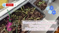 Заказали летнюю коляску🪻Огород на окнн🌿Малышу почти 10 месяцев 👩👦