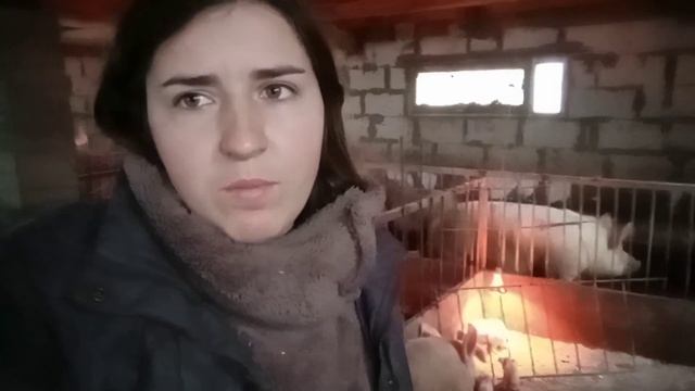 Пополнение🥳 но в этот раз СУПЕР  щенята !