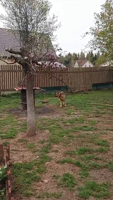 Юнис