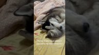 Наш TG https://t.me/liveofcats