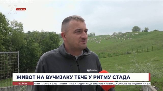 Живот на Вучијаку тече у ритму стада