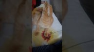 Моя Рыжуля