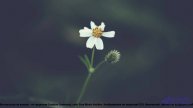 ✸ ♫ ❤ Мелодия, как шепот природы - Attic Of The Universe ( LoFi , Retro ) -- Lo-Fi Astronaut -- Lo-F