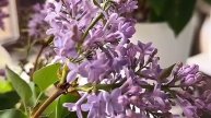 ЛАЙФХАК для букета Сирени...💐🌺😊