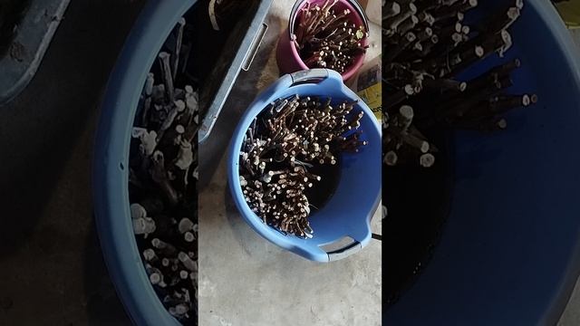 саженцы выпали на 100%