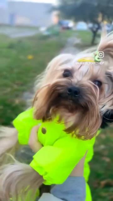 Модные Йорки 🍓🍋 #йоркширскийтерьер #yorkie #yorkshire #йорк КОМБЕЗЫ ИЗ @markus_yorkoshop-инста