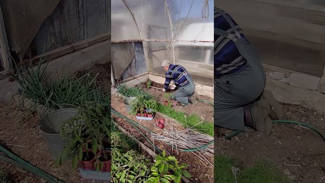 Высаживаем ТОМАТЫ  в теплицу....