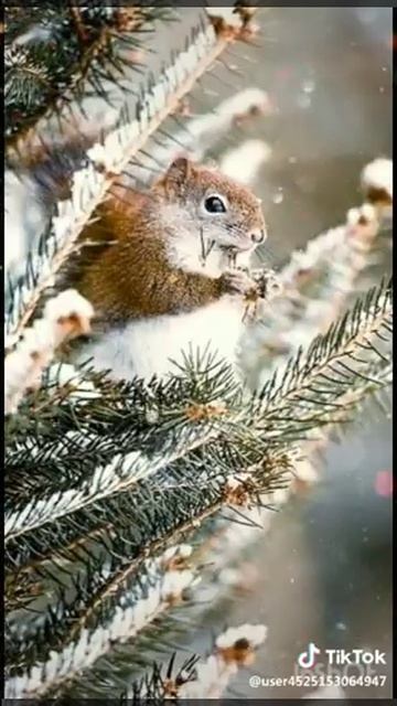 Снег снежок белая метелица ❄️☃️😍😊👌