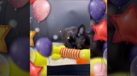 Чихуахуа 1.02.25г.
