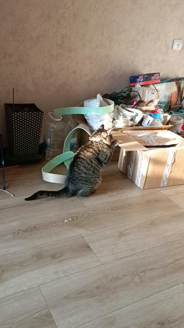 кошачий бандос