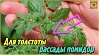 Подкормите этим рассаду помидоров, чтобы была толстенькая. Народная аптечка домашних удобрений
