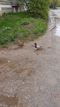 Сладкая парочка, прямо в городе 👌👍
