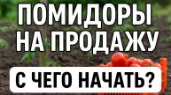 Помидоры как бизнес — сажаю на продажу, всё по уму!