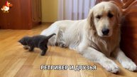 Золотистый ретривер и его друзья милые питомцы 🐕 выпуск (82)