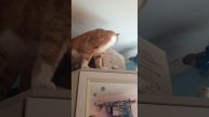 приучение детей к хорошей музыке