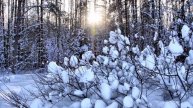Цыганская песня"Ждет своего сына маленького"