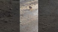 Полицейские приследуют грабителя. Погоня