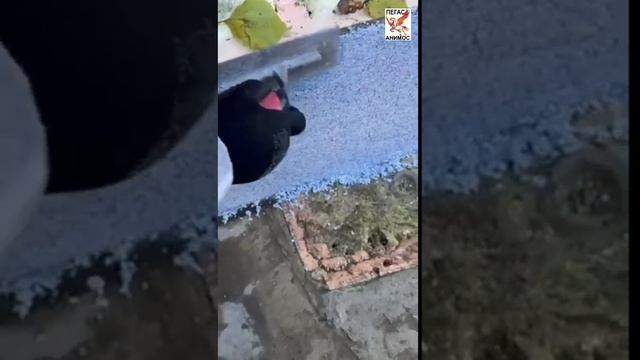 VID-20250501-WA0008.mp4