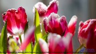 ✸ ♫ ❤ Клип, от которого тает сердце - Epic Inspiration (Medium 2 Version) -- BoDleasons -- Epic Musi