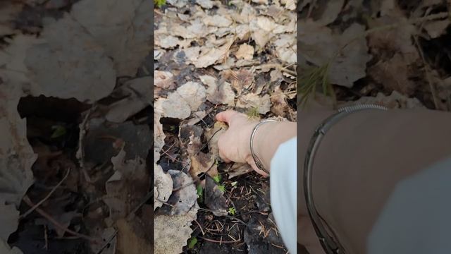 1000187594.mp4