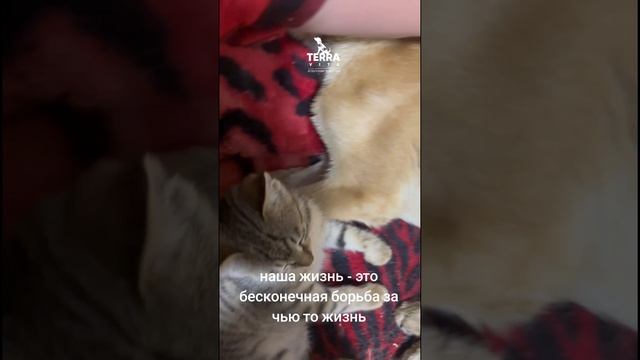 борьба за жизнь