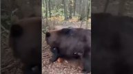 Не будите русского медведя.