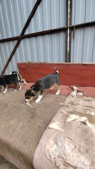 щенки в добрые руки 🐶