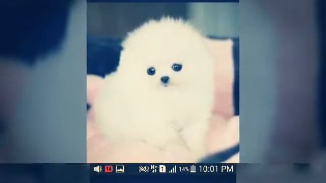 В начале видео